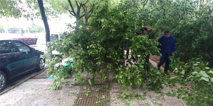 【點贊】突起大風，管護公司迅速行動！